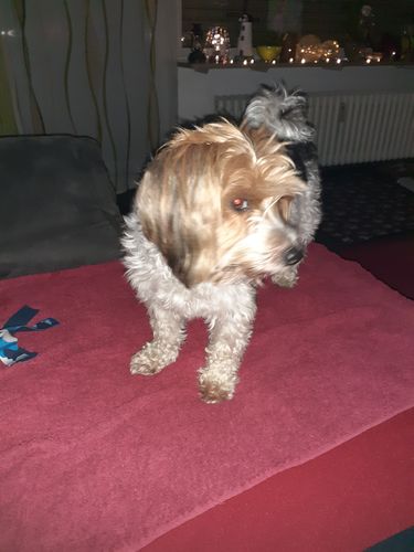Kundenbewertung mit Foto zu BELISY Bachblüten Globuli für Hunde & Katzen - gegen Juckreiz - 10 g