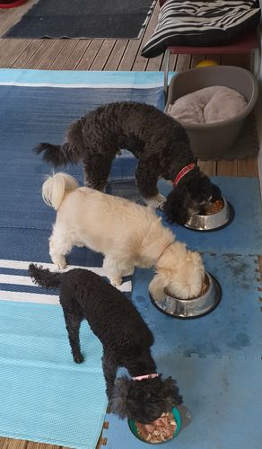 Customer photo review of Hemp Seed Oil for Dogs (200ml)