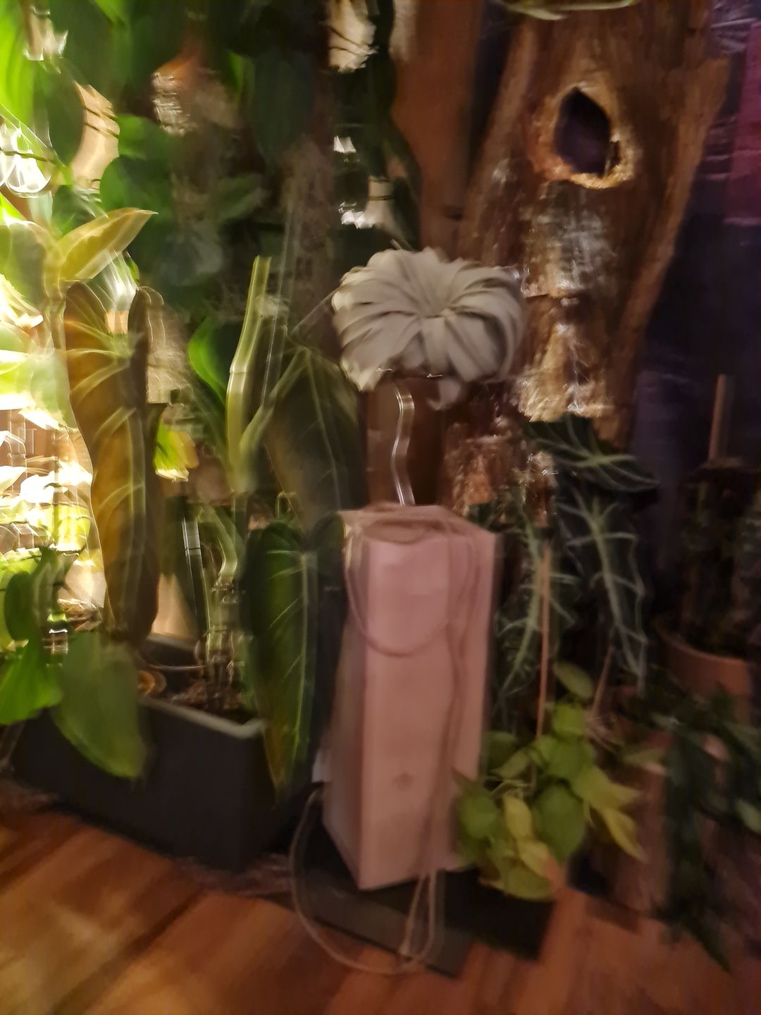 Customer photo review of Tillandsia xerographica