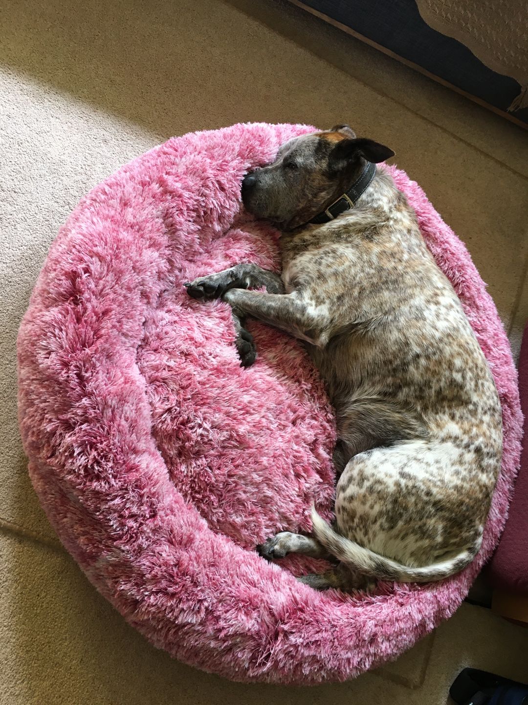 Customer photo review of Spare Calming Dog Bed Cover