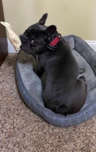 Customer photo review of Cow Ears For Dogs