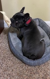 Customer photo review of Cow Ears For Dogs