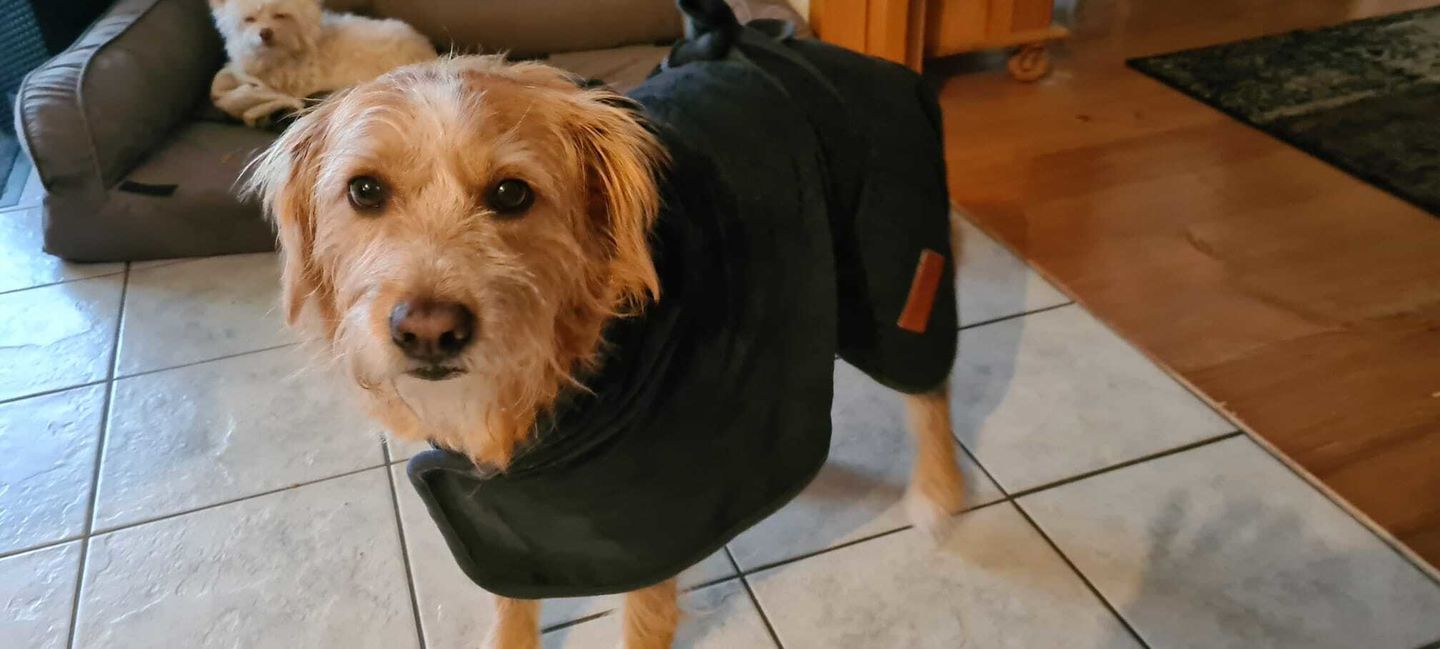 Customer photo review of Premium Hunde Bademantel