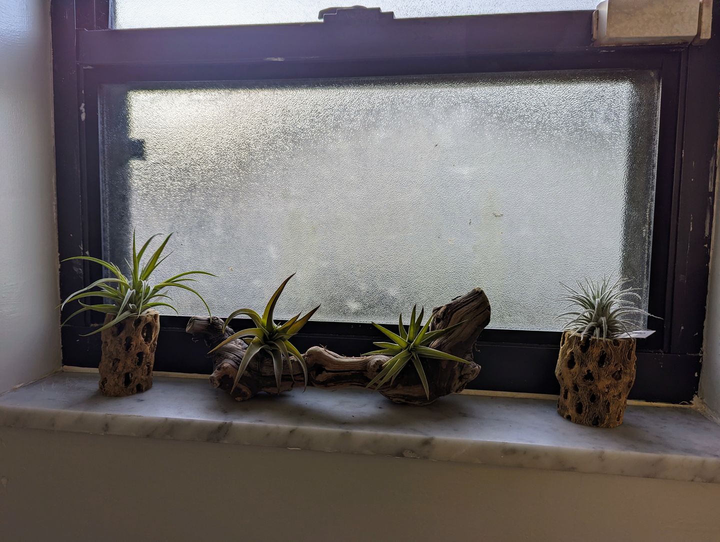 Customer photo review of Tectorum Ecuador  (AKA Snowball)