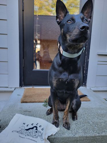 Customer photo review of Sage Collar - Recycled Ripstop