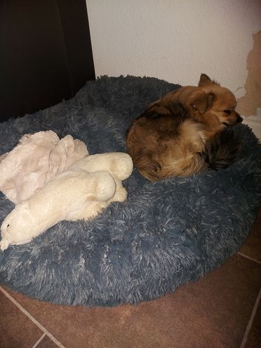 Customer photo review of Puppery Hundebett Wolke 7 - Das Original