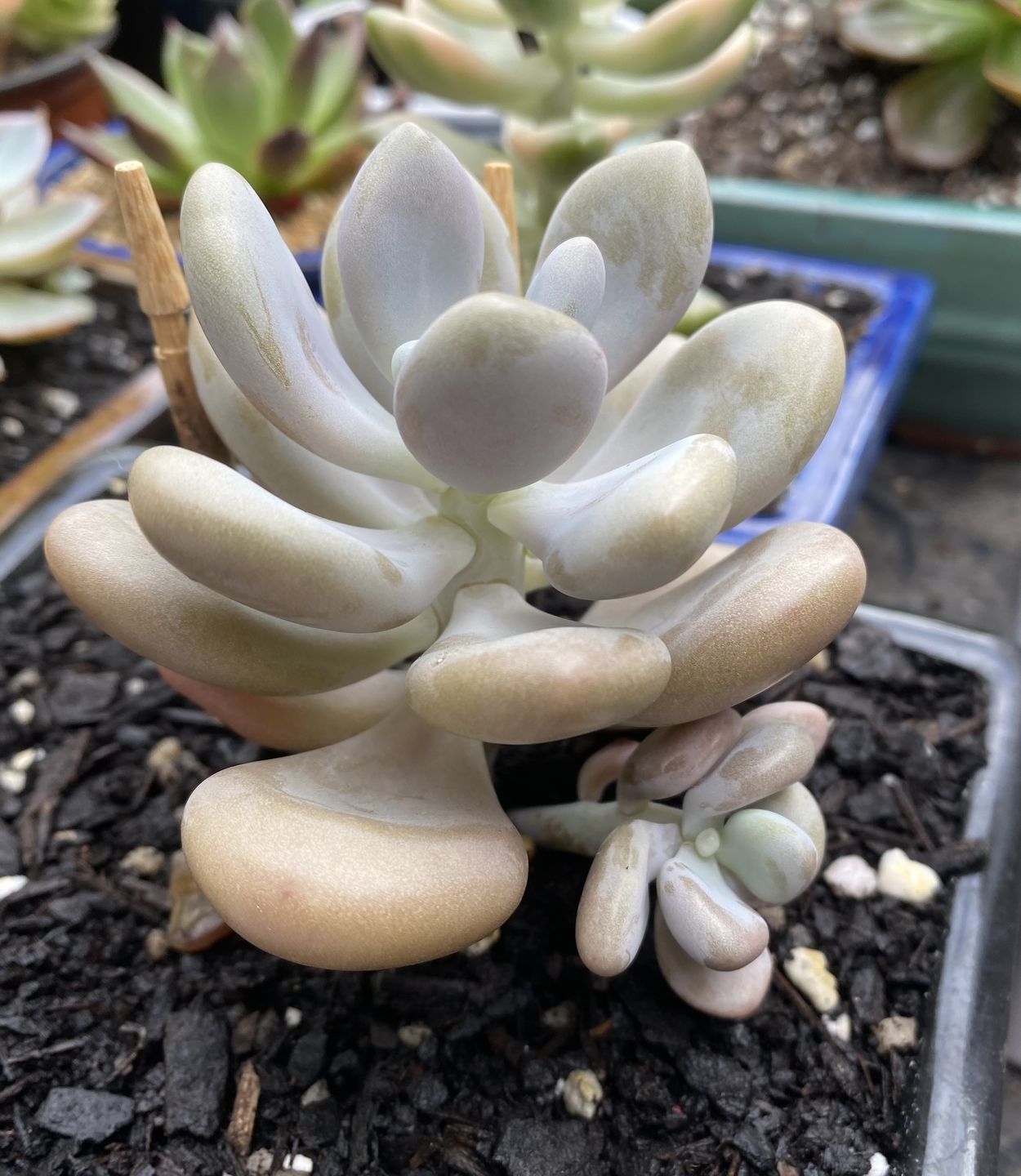 Customer photo review of Graptopetalum amethystinum - Lavender Pebbles