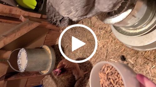 Customer video review of GrubTerra Dried Larvae