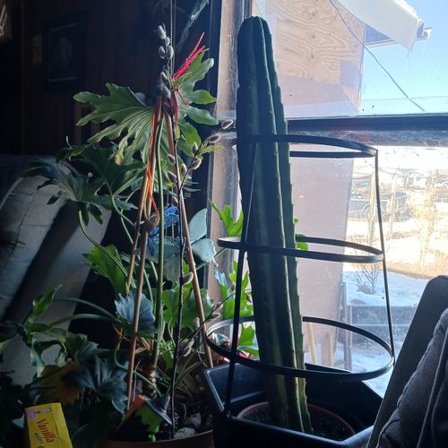 Customer photo review of San Pedro Cactus | Large | Echinopsis pachanoi