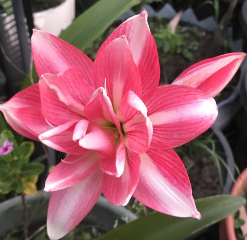 Customer photo review of Hippeastrums