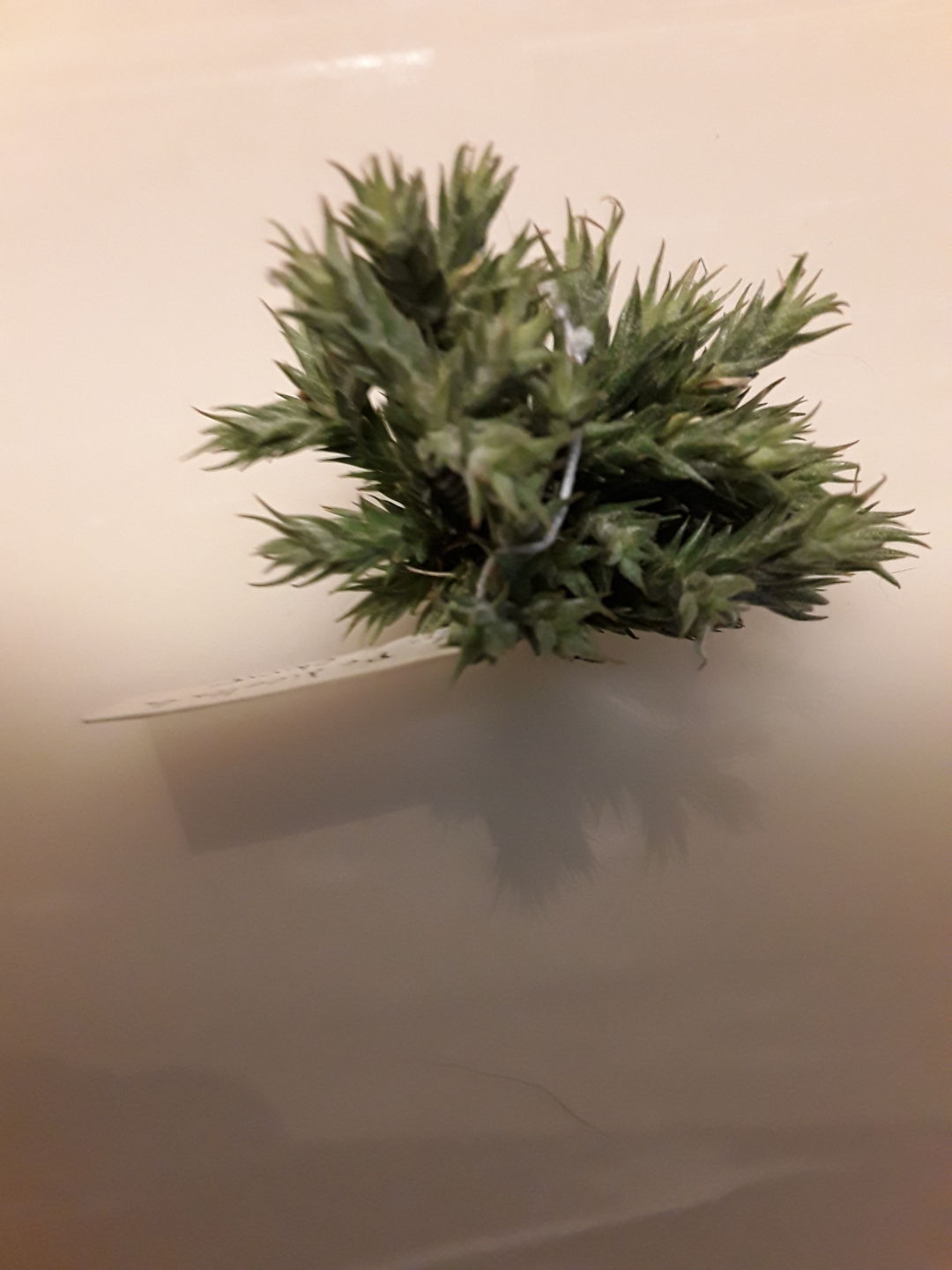 Customer photo review of Pedicellata Clump (Miniature Species)