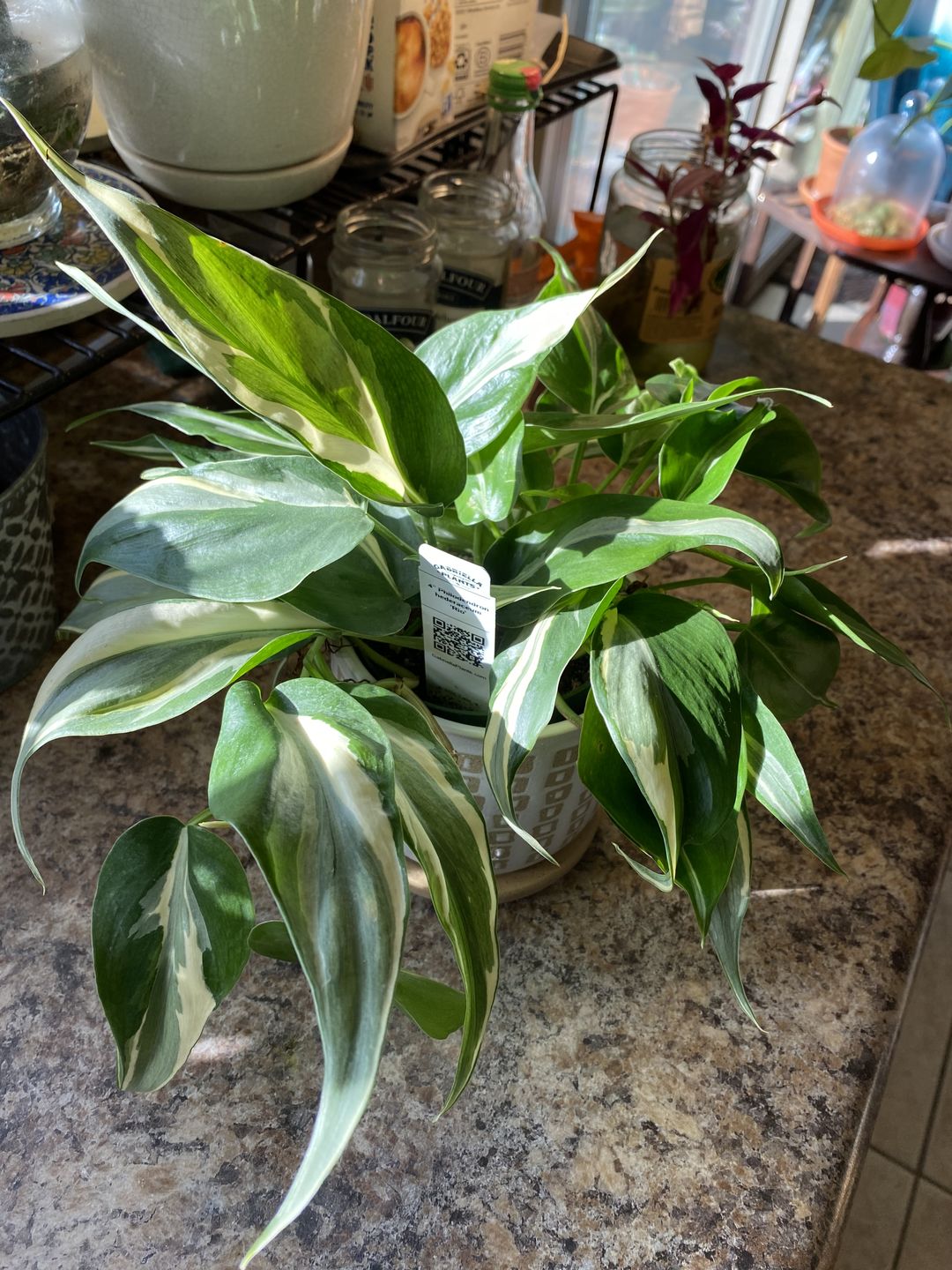 Customer photo review of 4" Philodendron hederaceum 'Rio'