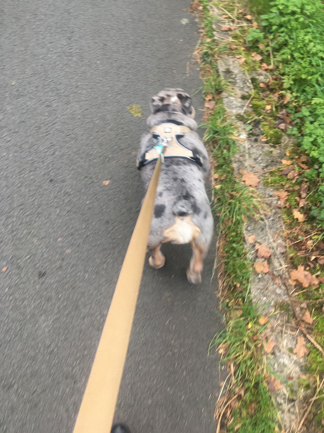 Customer photo review of 1.4m Swivel Combat Lead | Neoprene Lined, Secure Rated Clip with Soft Handle - Military Tan