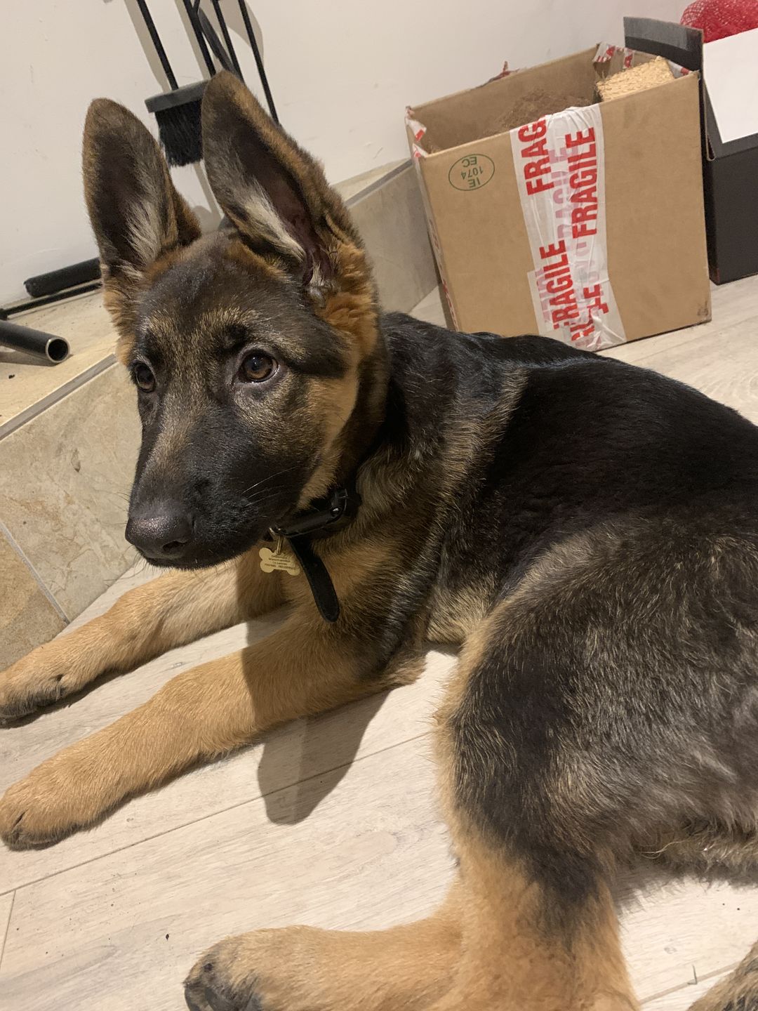 Customer photo review of Remote Training Collar System