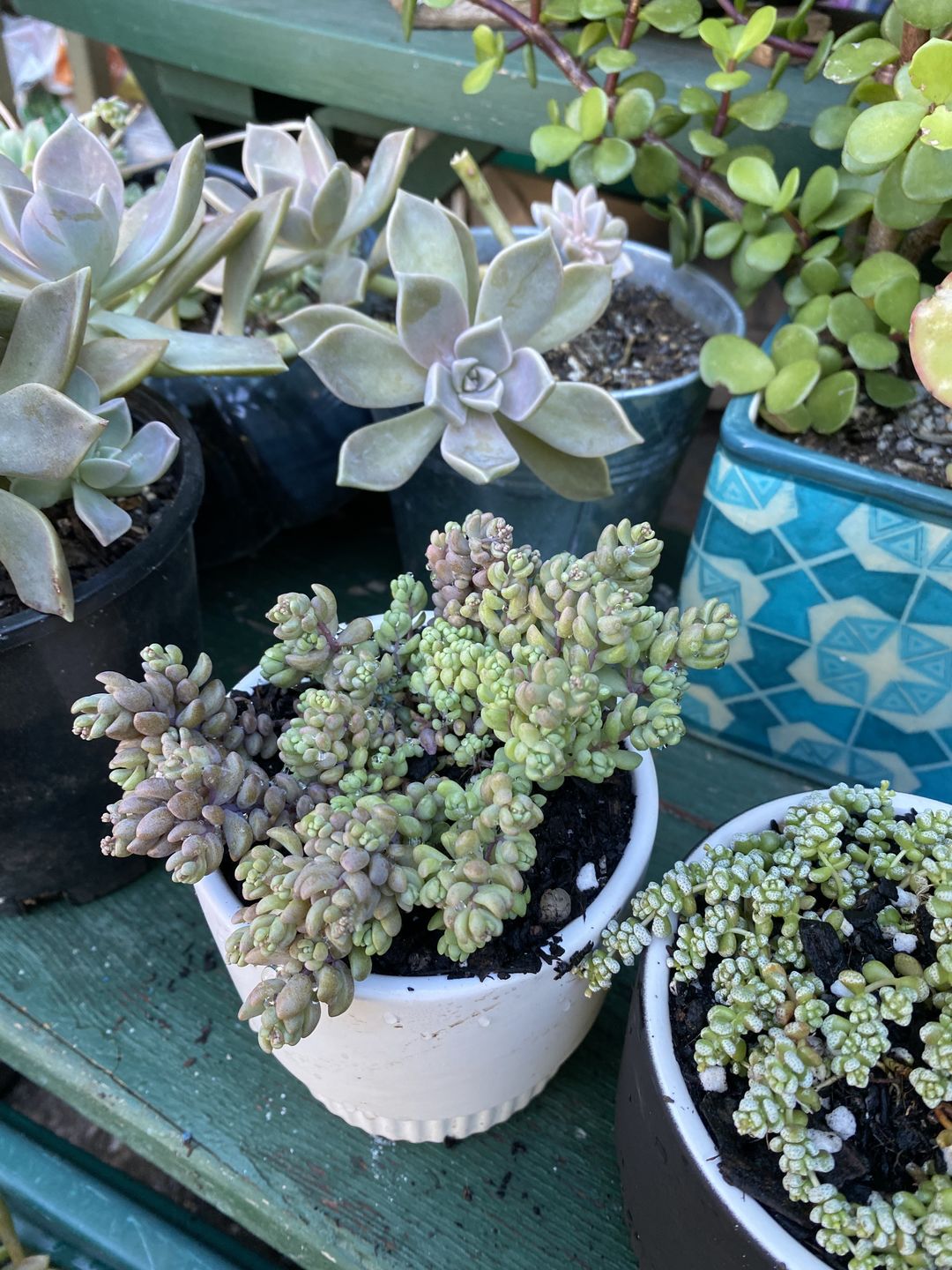 Customer photo review of Sedum dasyphyllum 'Lilac Mound'