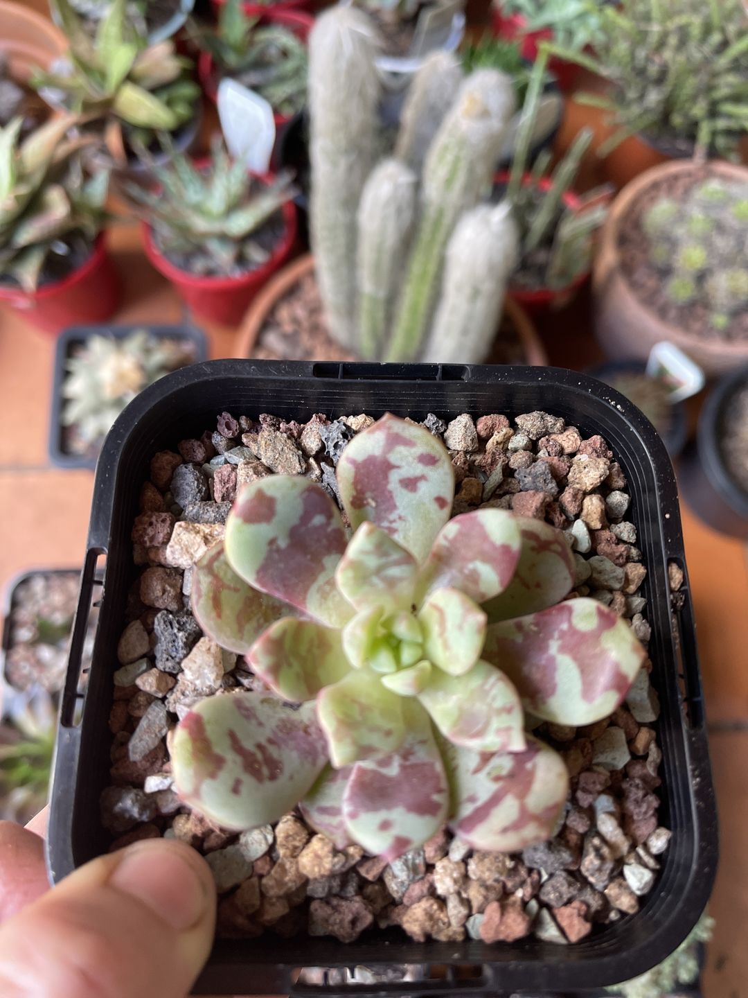 Customer photo review of Echeveria Jelly Jam