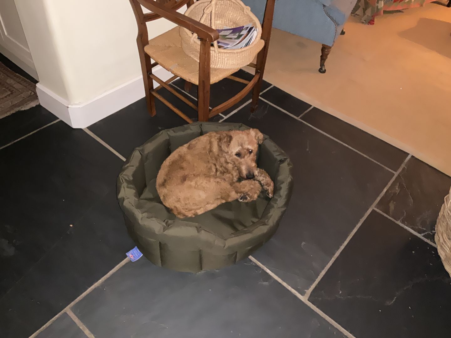 Customer photo review of Country Dog Heavy Duty Oval Waterproof Bed