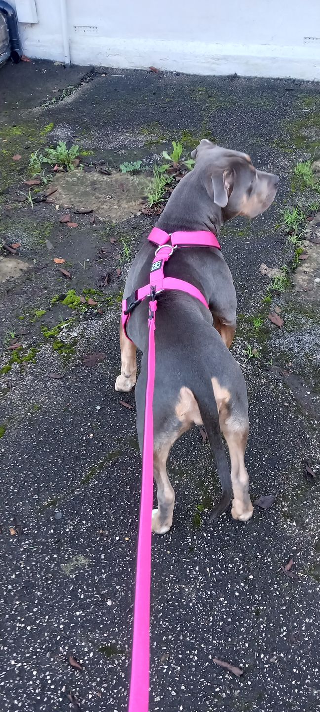 Customer photo review of 1.4m Swivel Combat Lead | Neoprene Lined, Secure Rated Clip with Soft Handle - Magentas