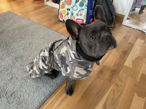Customer photo review of Visibility Winter Jacket Camo for Dogs
