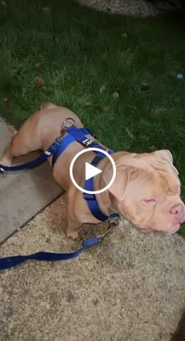 Customer video review of TRI-Harness® | Anti-Pull, Adjustable & Durable - Dog Trainers Choice -  Blue v2.0