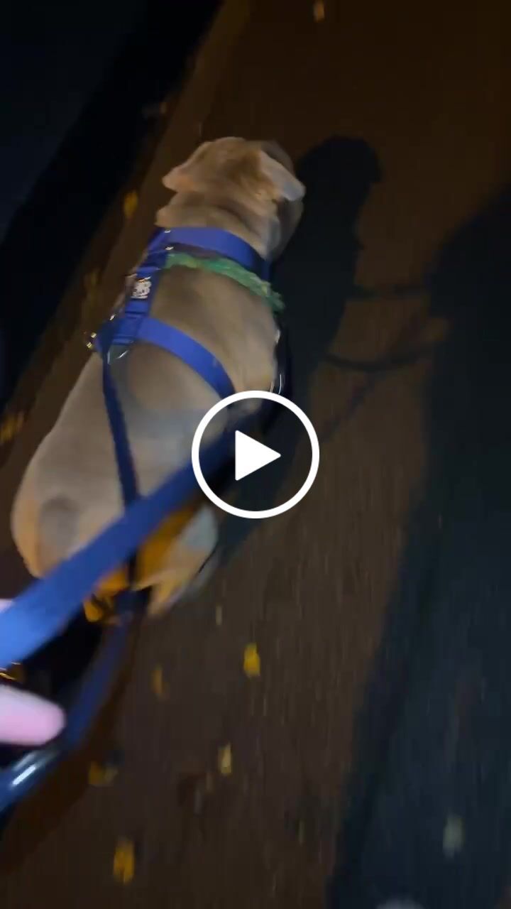 Customer video review of Double Ended Training Lead | All Breeds - Durable & Soft 2m Lead - Blue