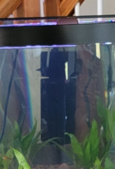Customer photo review of Shark PRO