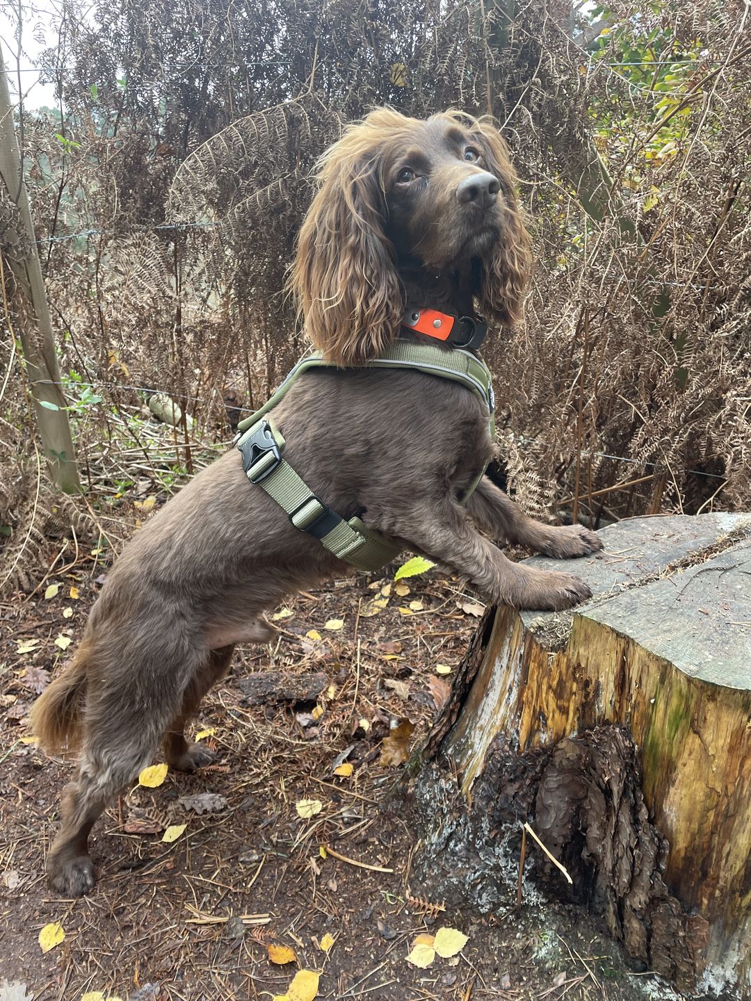 Customer photo review of RR - Slip on Padded Comfort Harness | Non Restrictive & Reflective - Khaki