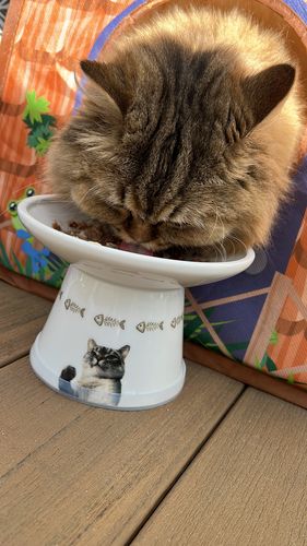 Customer photo review of Tuna Flaked With Carrot & Green Pea Recipe Dinner In Broth Adult Cat Food, 2.8-oz, Case of 12