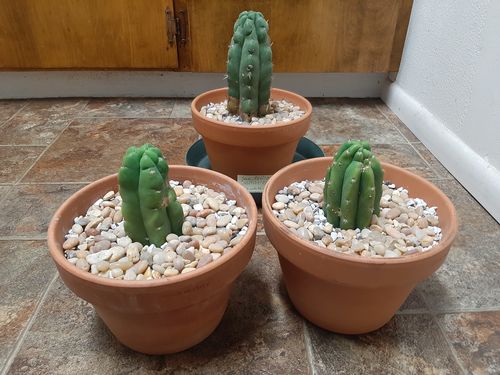 Customer photo review of Imperfect San Pedro Cactus Cuttings | Echinopsis pachanoi Cuttings