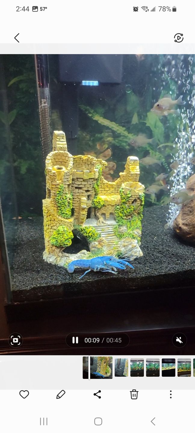 Customer photo review of Tidal Power Filters From Seachem/Sicce