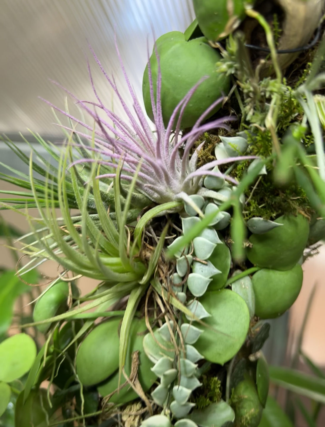 Customer photo review of Ionantha Lavender