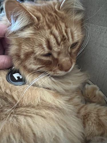 Customer photo review of Black Cat