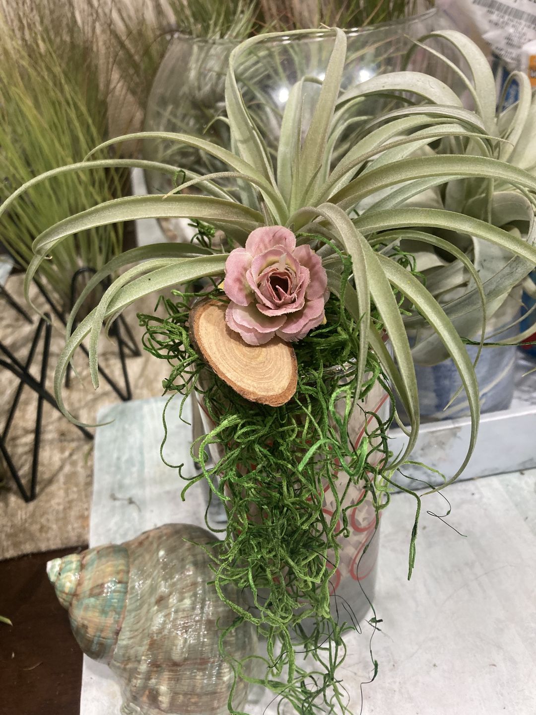 Customer photo review of X Betty  (xerographica x brachycaulos)  *Cannot Be Shipped Internationally*