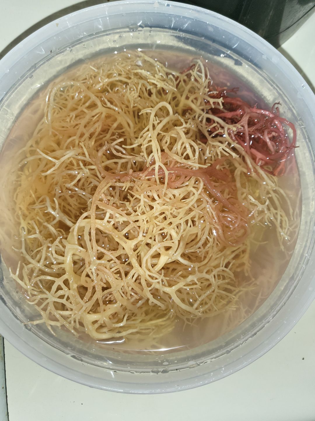 Customer photo review of Raw Full Spectrum Sea Moss