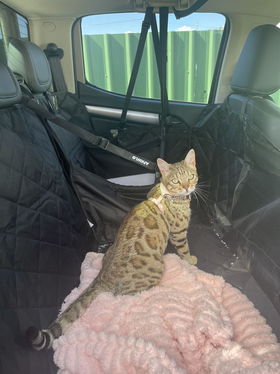 Customer photo review of 4-in-1 Dog Car Seat Cover