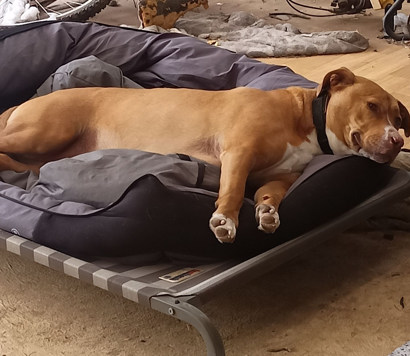 Customer photo review of PaWz waterproof heavy-duty bed