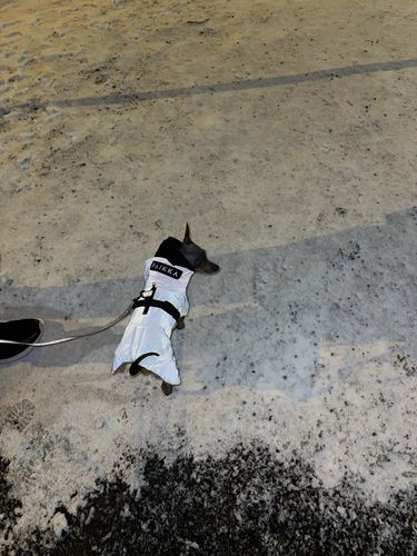 Customer photo review of Visibility Winter Jacket Dark for Dogs