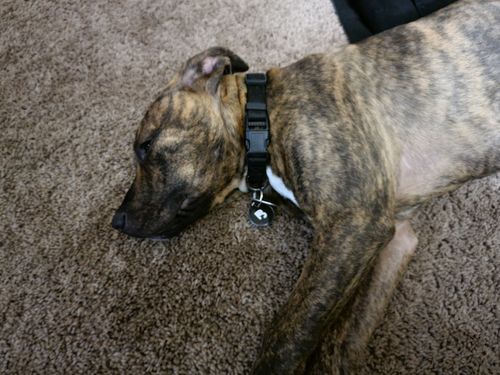 Customer photo review of Black