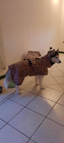 Customer photo review of Visibility Raincoat Lite Leopard for Dogs