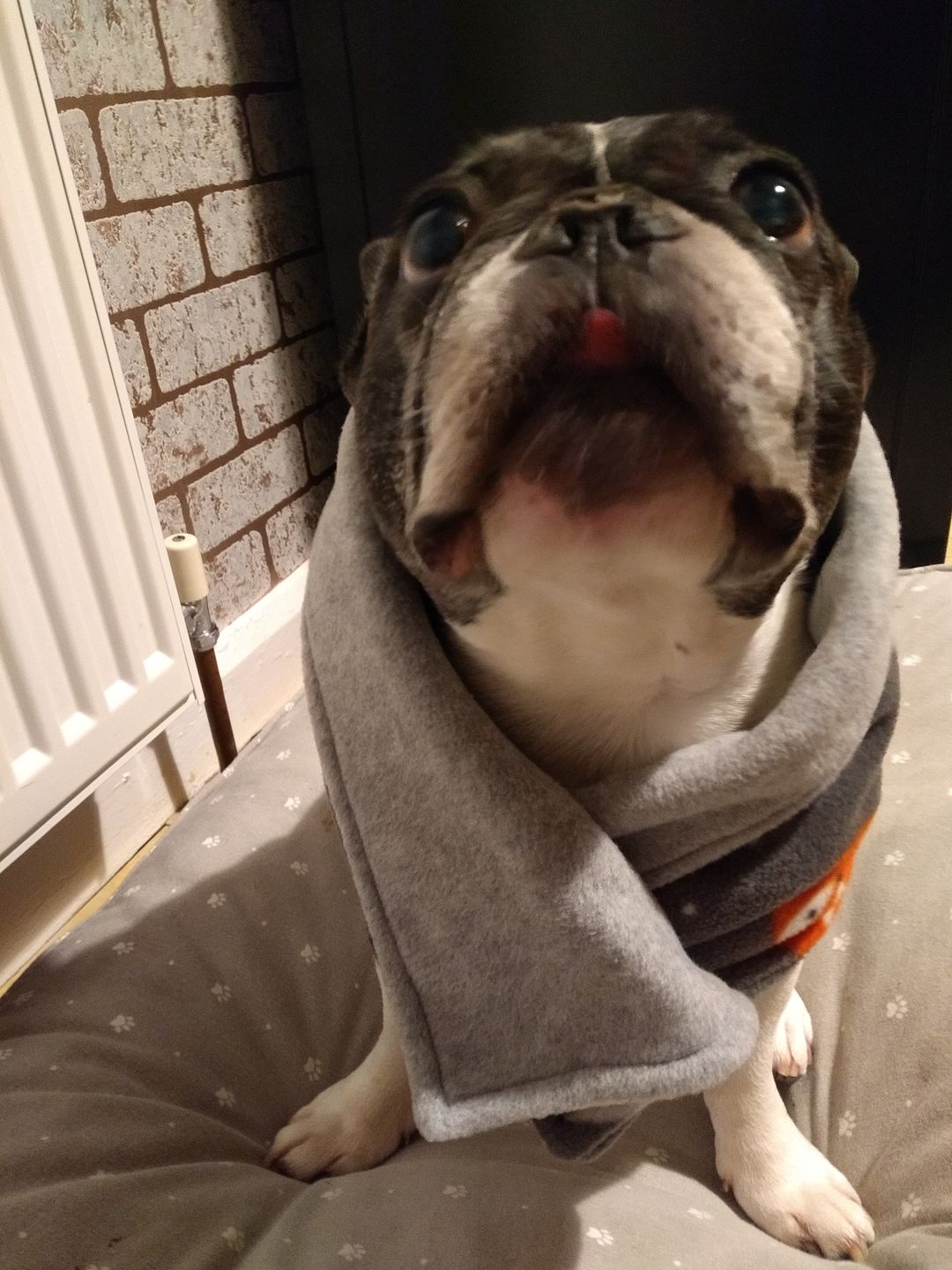 Customer photo review of Sleeping Foxes Anti Pill Polar Fleece Fabric