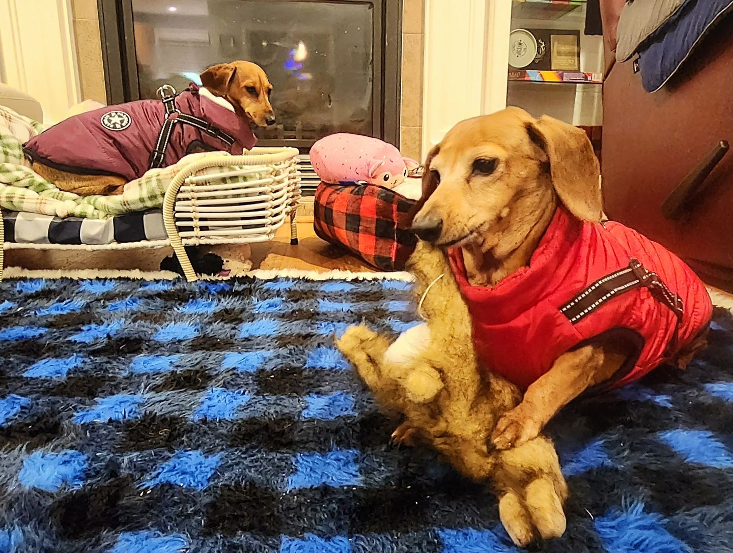 Customer photo review of DogSki Sport™ - Waterproof Jacket Harness