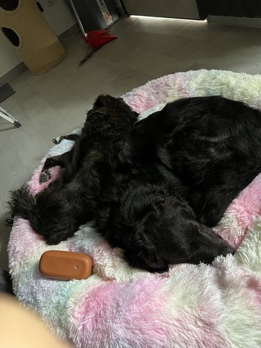 Customer photo review of Cuccia Antistress Per Pelosetti - Super Cucciolo®