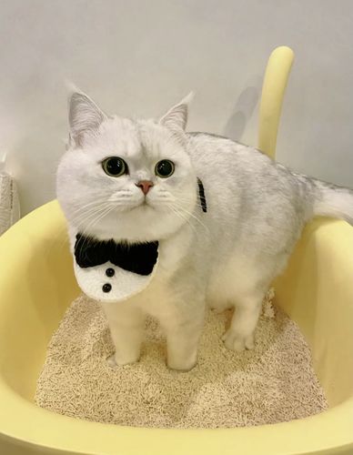 Customer photo review of Michu Natural Clumping Tofu Cat Litter 2.5kg/6L