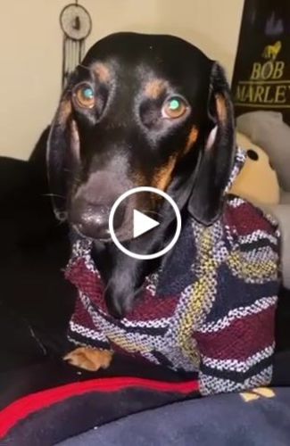 Customer video review of Playa Poncho - Surprise Color
