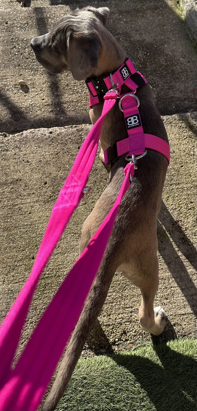 Customer photo review of Double Ended Training Lead | All Breeds - Durable & Soft 2m Lead - Magentas