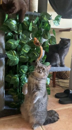 Customer photo review of Interactive Bird Simulation Cat Toy Set