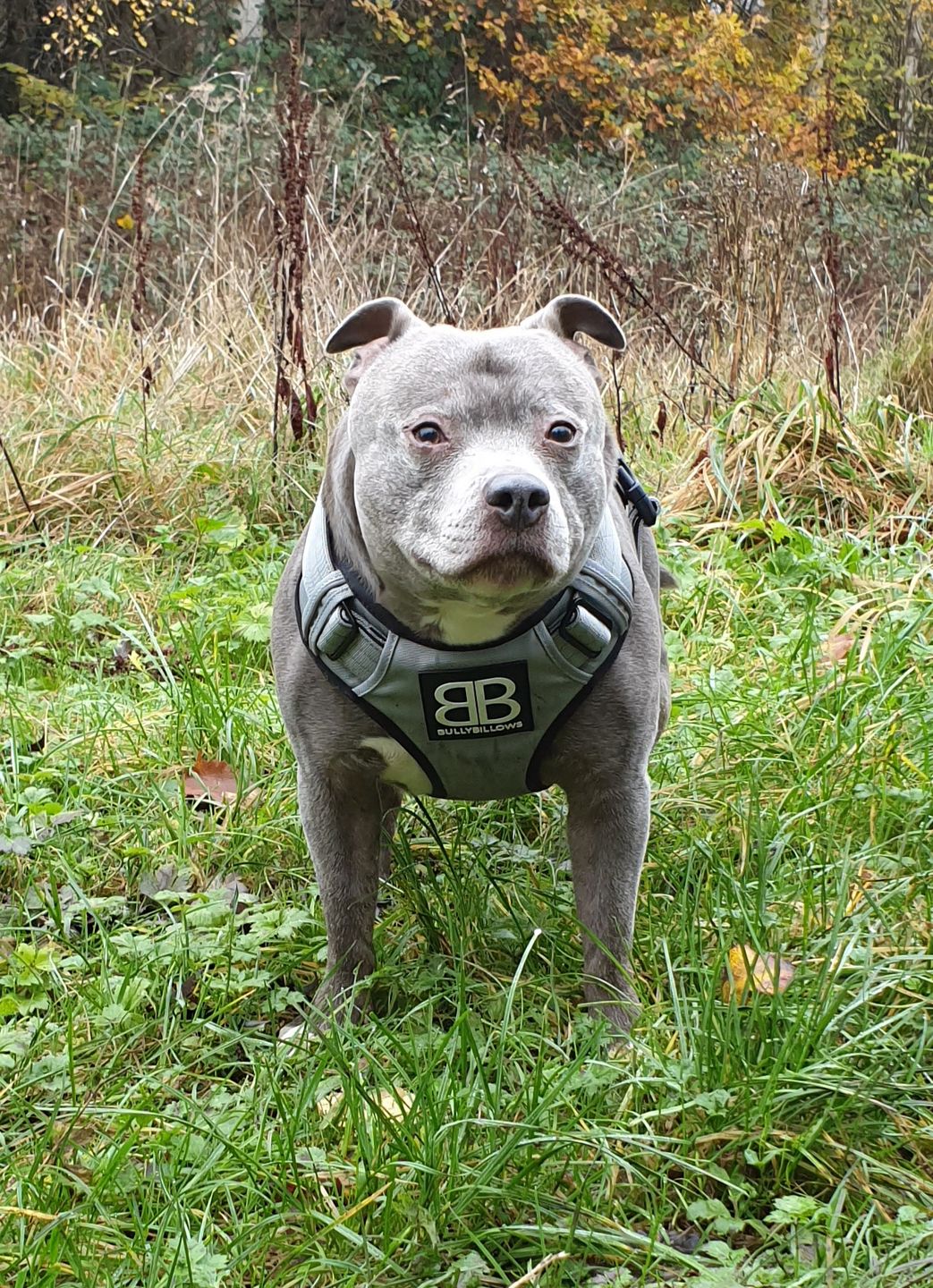 Customer photo review of Nylon Snap Hook Lead | Series 2 - Metal Grey