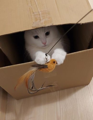 Customer photo review of Interactive Bird Simulation Cat Toy Set