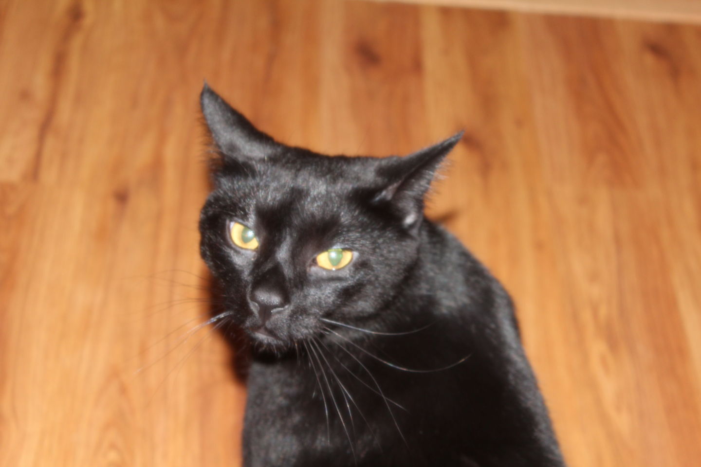 Customer photo review of Personalized Silver Cat Necklace (925 Sterling Silver)