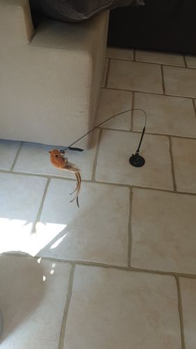 Customer photo review of Interactive Bird Simulation Cat Toy Set